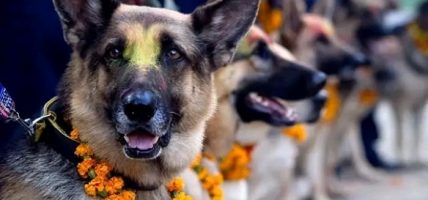 तिहारको दोस्रो दिन आज कुकुर तिहार मनाइँदै