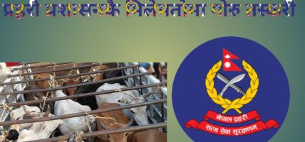प्रहरी प्रशासनकै मिलेमतोमा गोरु तस्करी