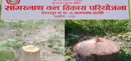 रोकिएन सागरनाथ परियोजनाबाट व्यापक काठ तस्करी, कर्मचारी हेरेको हेरै..!